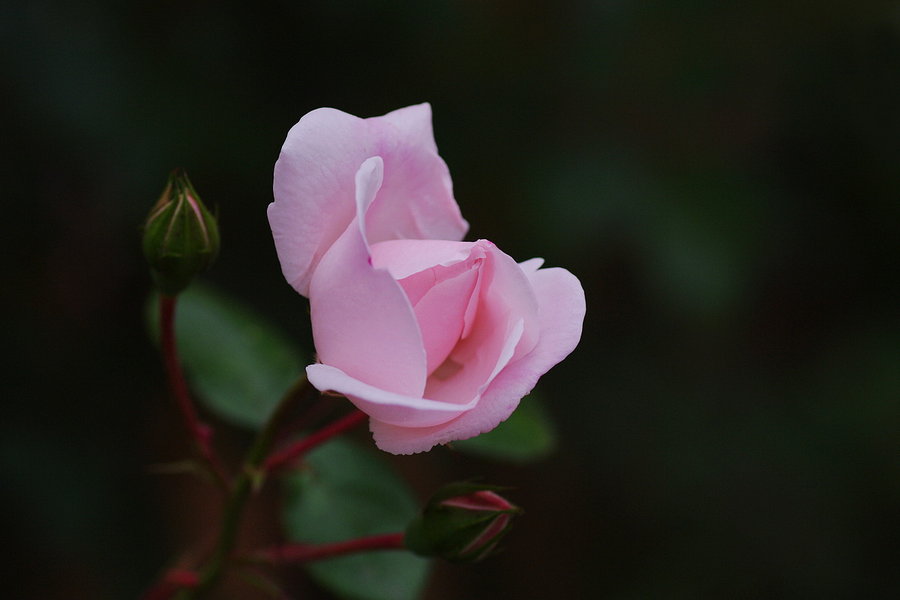 蔷薇的花语：美好的爱情，爱的思念；美德