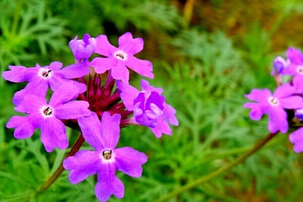 紫罗兰花有几种，按照三个大方面来分类