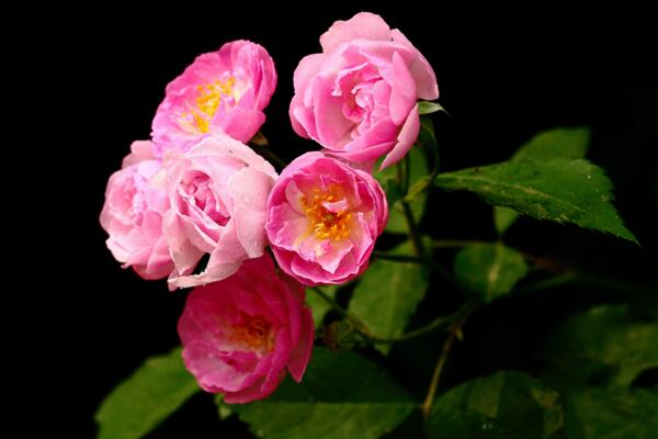 蔷薇花什么季节种植，一年四季都可以