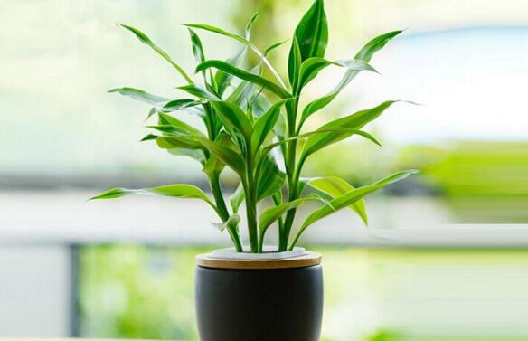 富贵竹怎么种植，富贵竹的养殖方法和注意事项