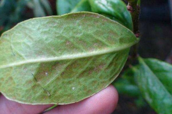 茶花病虫害有哪些，茶花的主要虫害及其防治