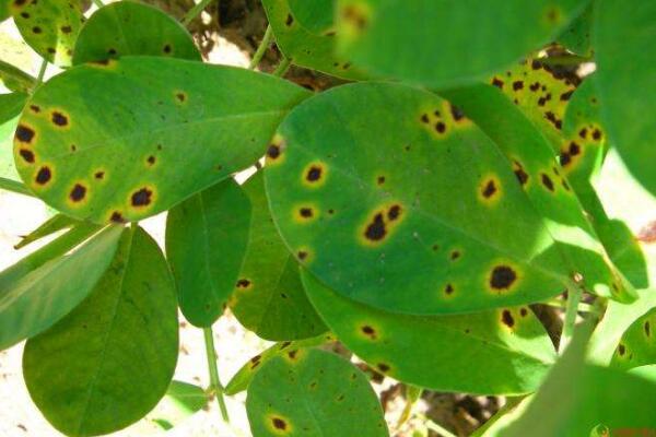 盆栽绿萝病虫害的防治，5种常见病害及解决方法让你告别病虫害