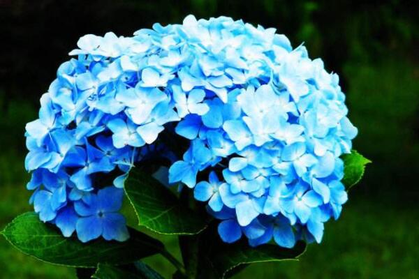 蓝色绣球花的寓意，浪漫和美满的含义