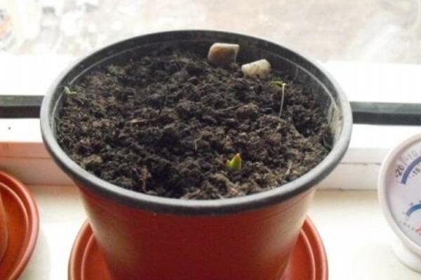 天竺葵扦插繁殖方法，扦插的具体步骤讲解