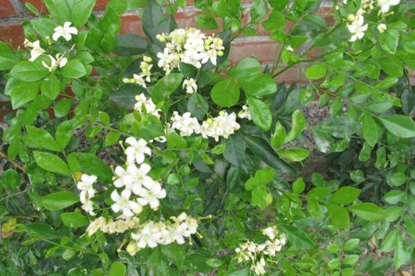 九里香开花吗，以下技巧能让九里香顺利开花