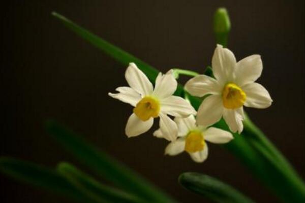 水仙花怎么会养好，养好水仙花只需要5步