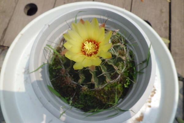 仙人球开花时间,全年都能开花但需要细心的养护