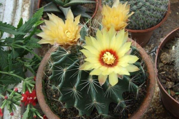 仙人球开花时间,全年都能开花但需要细心的养护