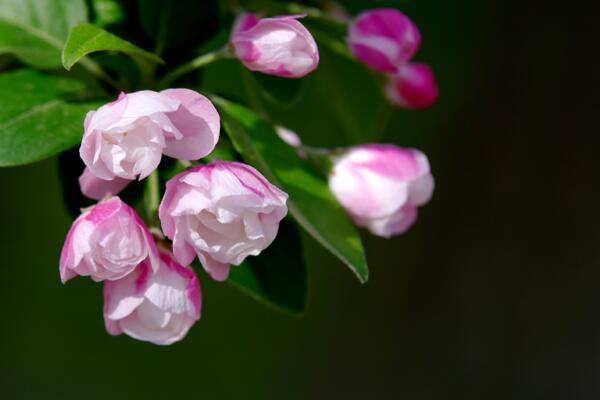 海棠花和樱花的区别，观察枝条、花朵很容易区分它们