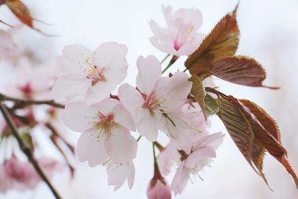 海棠花和樱花的区别，观察枝条、花朵很容易区分它们