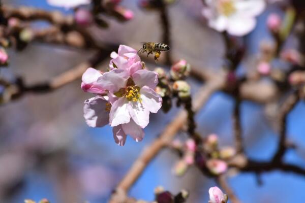 樱花的繁殖方法，樱花繁殖以扦插、播种以及嫁接为主