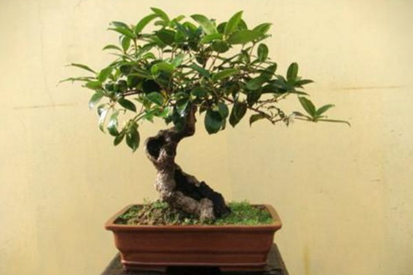 盆栽桂花树种植技术，种植最佳时期在每年的春季
