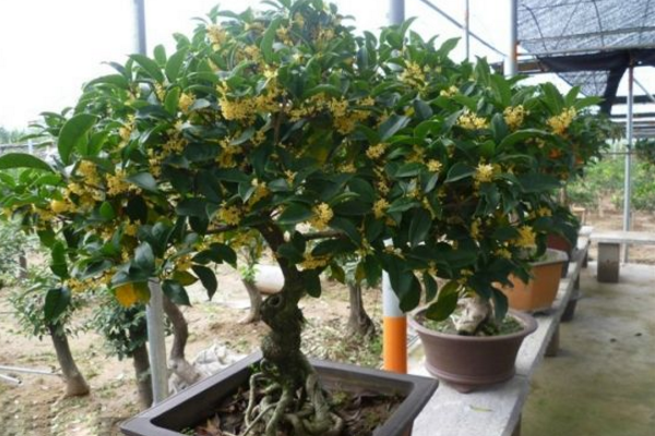 盆栽桂花树种植技术，种植最佳时期在每年的春季