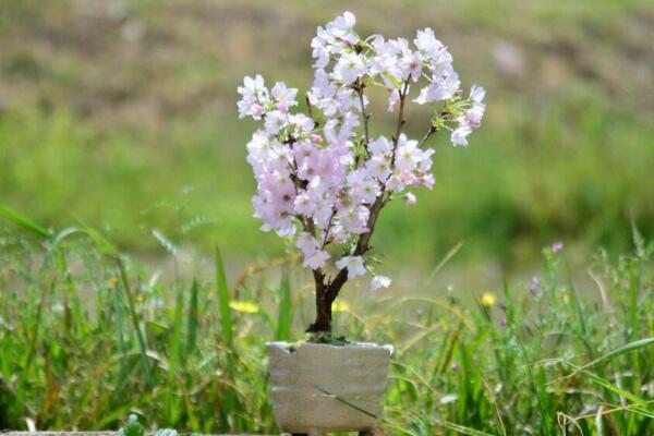 樱花怎么养才能长的好，总结樱花养殖5大要点