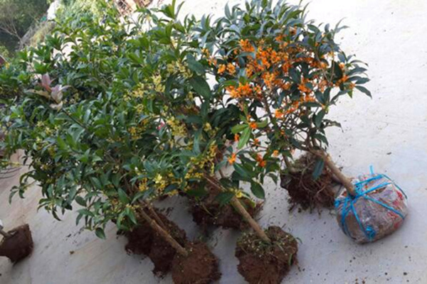 怎样种桂花树，4步即可完成桂花树的种植