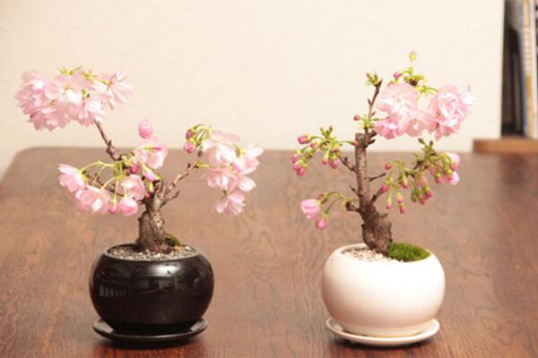 樱花一般什么时候开，每年的三月中旬到四月下旬