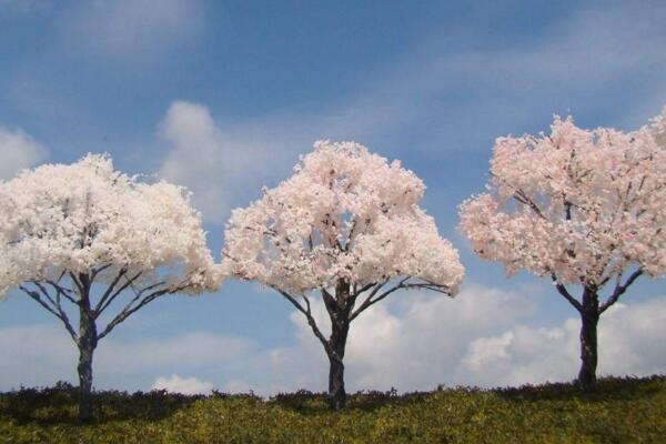 樱花树的养殖方法，养好樱花树必须做好以下5点