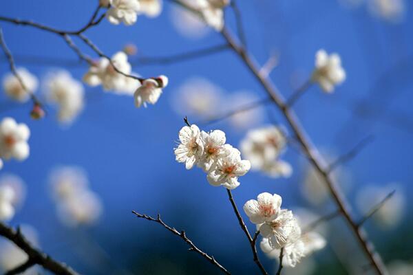 樱花树施什么肥料长得快，生长期给足氮肥