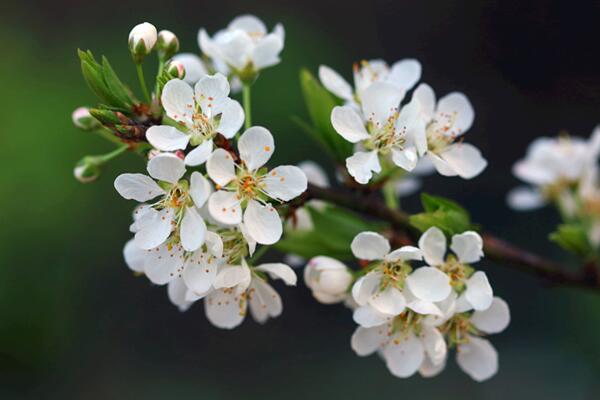 樱花树施什么肥料长得快，生长期给足氮肥