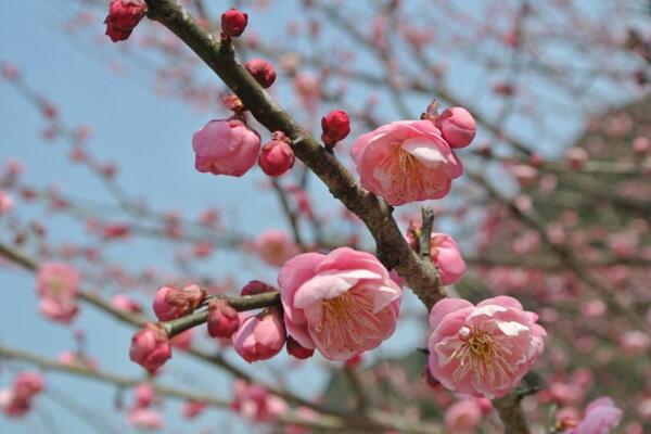 梅花什么时候开花，每年的1~3月