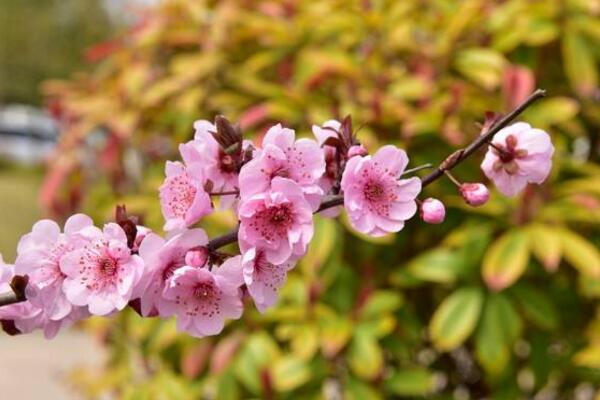 桃花盛开是什么季节，在每年的春季盛开