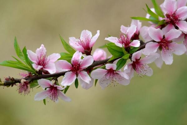 桃花盛开是什么季节，在每年的春季盛开