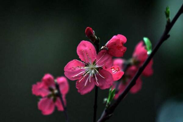 桃花盆景的养护要点，5步即可养好桃花盆景