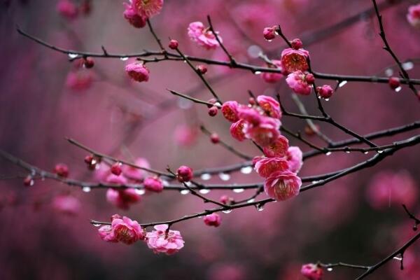 梅花烂根怎么办，及时清理烂根并更换土壤