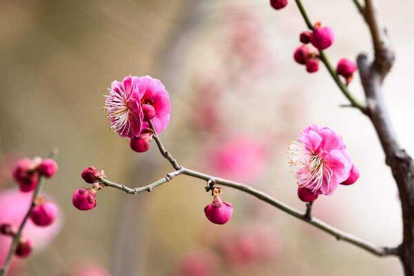 梅花烂根怎么办，及时清理烂根并更换土壤