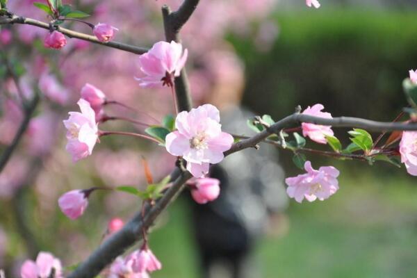 桃花夏季如何修剪，对桃花进行摘心以及疏枝处理