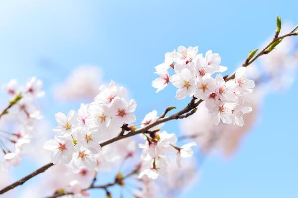 樱花树需要剪枝吗，建议在开春时期进行修剪
