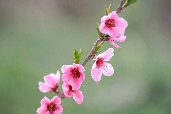 桃花冬天的养殖方法，光照越充足越有利于植株越冬