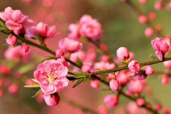 梅花与桃花的区别，通过花期、颜色、高度进行区分