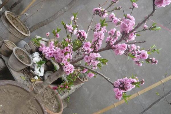 盆栽桃花种植方法，开春时期种植成活率最高