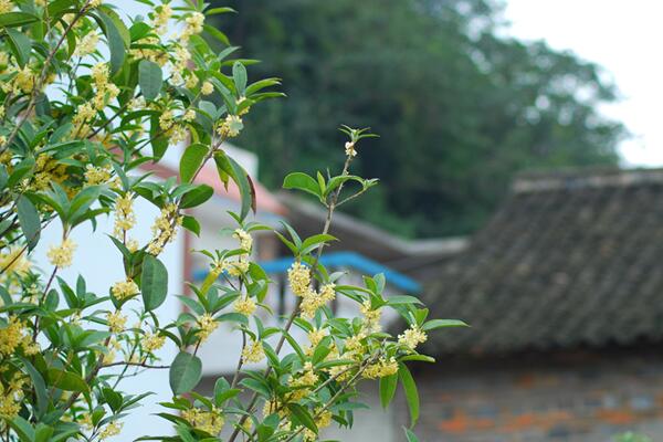 桂花树几年开花，养护5年以上才能开花