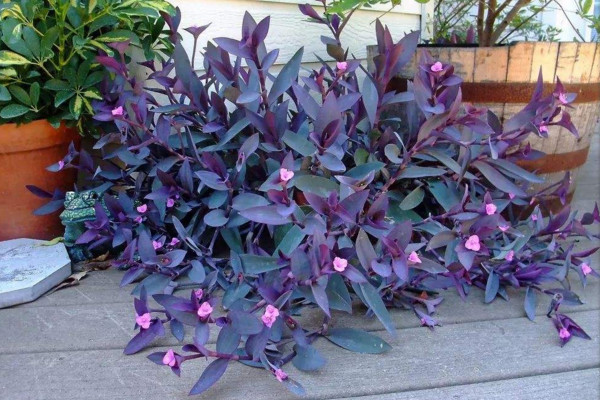 盆栽紫竹梅怎么养，5步教你养好紫竹梅盆栽
