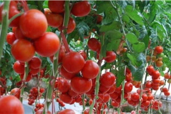 番茄种植技术，可以通过以下4步来完成