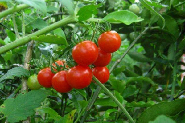 番茄种植技术，可以通过以下4步来完成