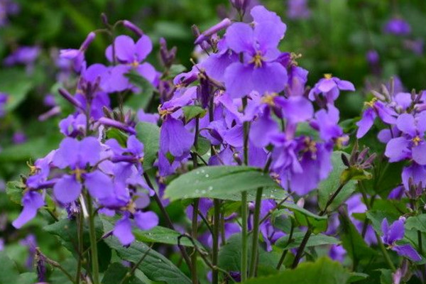 紫罗兰花怎么养，5步教你养好紫罗兰
