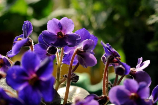 紫罗兰花怎么养，5步教你养好紫罗兰