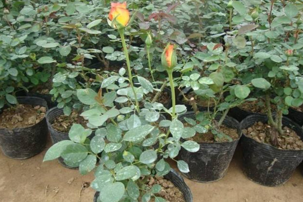 玫瑰花种植技术，建议在春秋季进行种植
