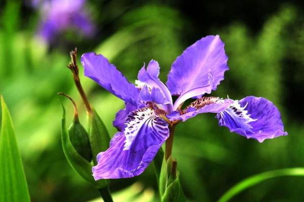 紫蝴蝶花怎么养，用疏松肥沃的微碱性土壤养护