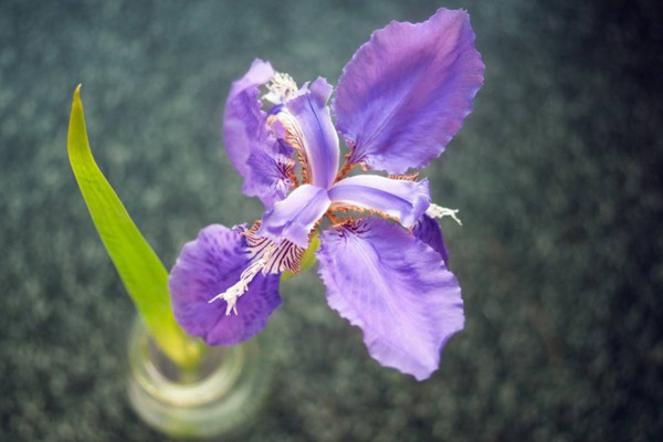 紫蝴蝶花怎么养，用疏松肥沃的微碱性土壤养护