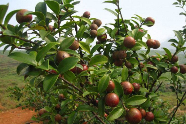 油茶树的种植方法，可以通过以下5步进行