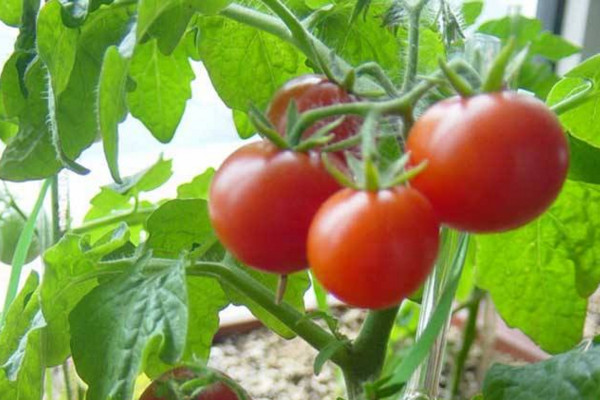 番茄的种植方法，可以通过以下4步进行