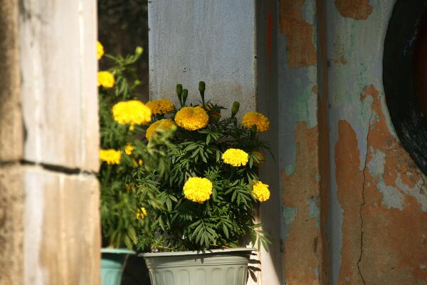 黄金菊如何过冬，入室保温并加强光照
