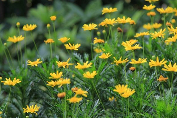 黄金菊怎么养，适宜的土壤以及合理的肥水