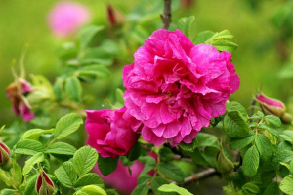 平阴玫瑰的养护方法，使用疏松肥沃的微酸性土壤养护