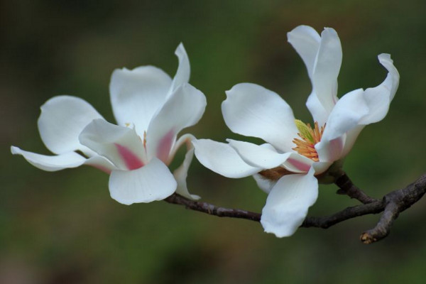 木兰花花语是什么，高尚的灵魂、崇高的敬意