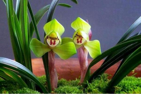 兰花变黄怎么挽救,更换土壤并控制光照